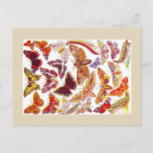 Papillons Moths Carte postale Vintage   Insecte 1