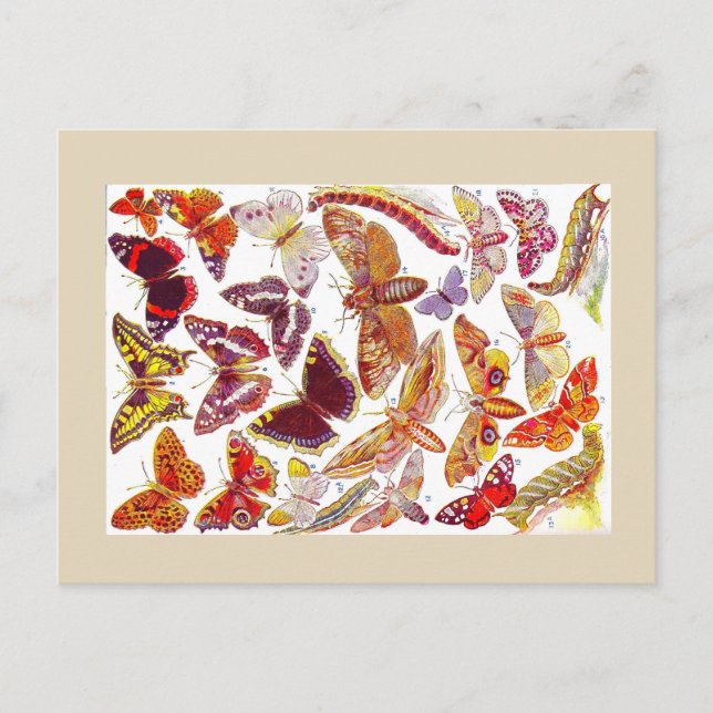 Papillons Moths Carte postale Vintage | Insecte 1 (Devant)
