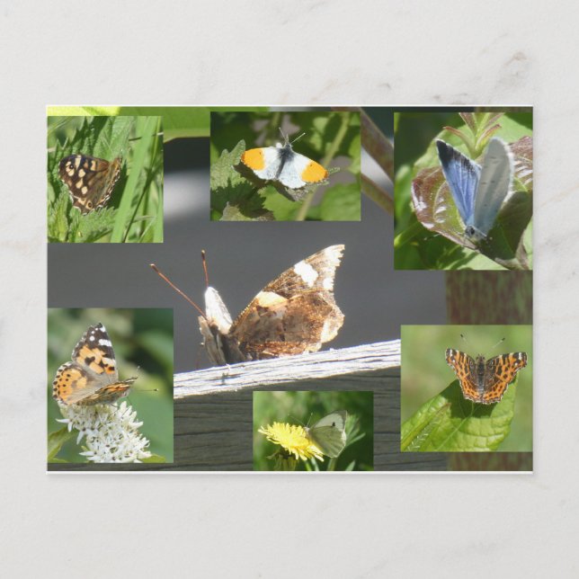Papillons néerlandais Collage do-it-yourself carte (Devant)