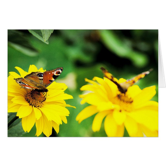 Papillons Peacock - Carte (Devant horizontal)