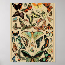 Papillons Poster Papillons Vintage