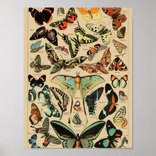 Papillons Poster Papillons Vintage
