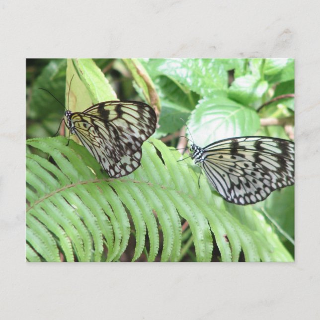 Papillons sur Fern Carte Postale (Devant)