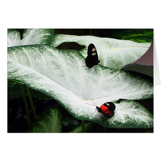 Papillons sur les caladiums blancs (Devant horizontal)