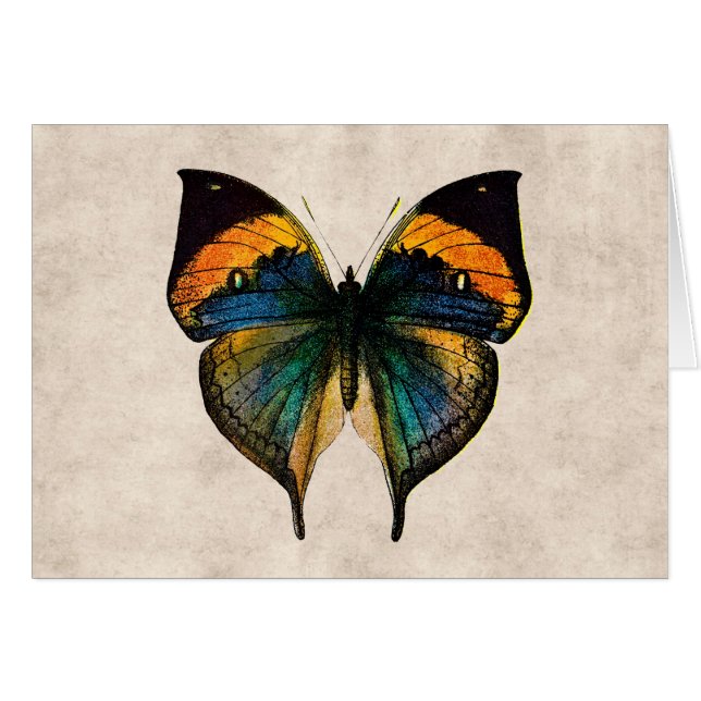 Papillons vintages de l'illustration 1800's de (Devant Horizontal)