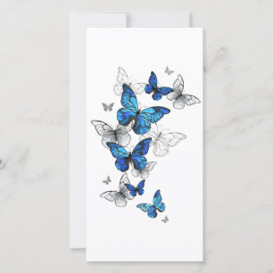 Papillons volants bleus Morpho
