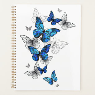 Papillons volants bleus Morpho