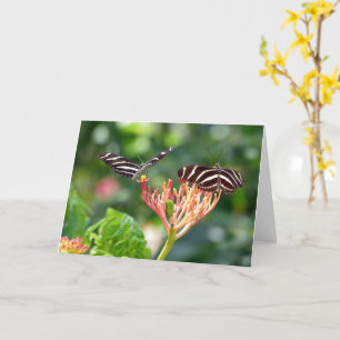 Papillons Zebra Longwing, FL - carte