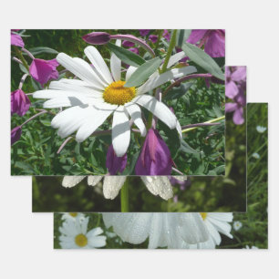 Pâquerette et épilobe à feuilles étroites fleur sa