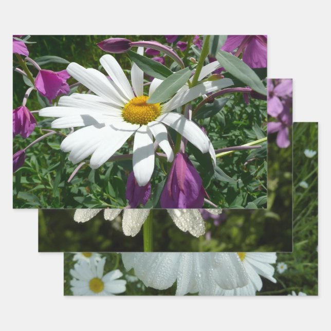 Pâquerette et épilobe à feuilles étroites fleur sa (Lot)