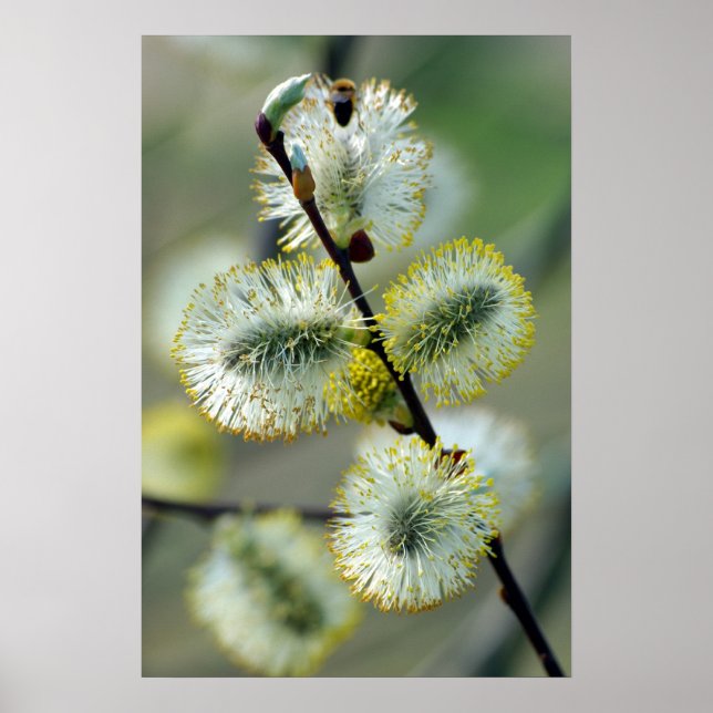 Pâques - Poster (Devant)