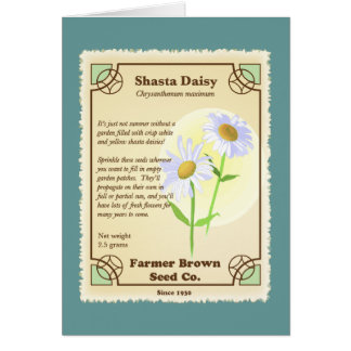 Paquet de semences Shasta Daisy