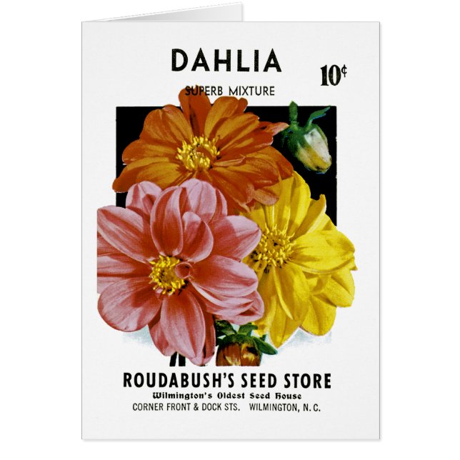 Paquet vintage de graine de dahlia (Devant)