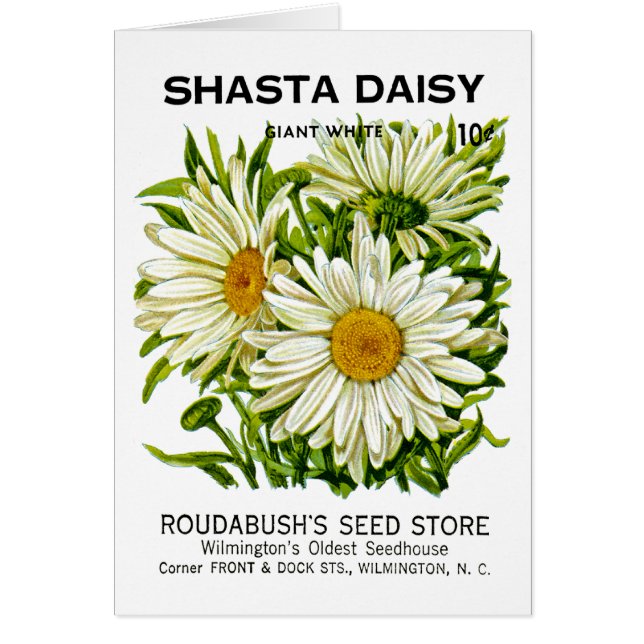 Paquet vintage de graine de marguerite de Shasta (Devant)
