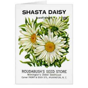 Paquet vintage de graine de marguerite de Shasta