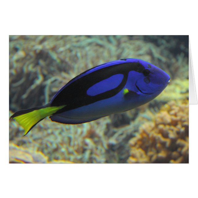 Paracanthurus hepatus (Devant horizontal)