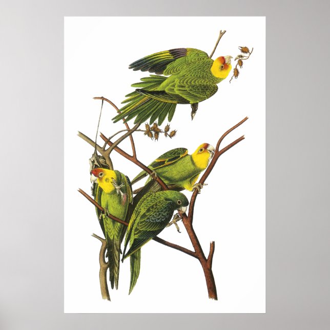 Parakeet by John Audubon - Poster Print (Devant)