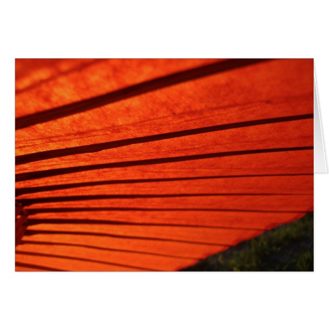 Parapluie rouge (Devant horizontal)
