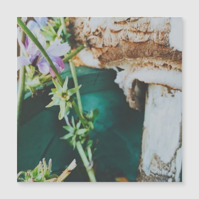 Parasol mushroom, Swedish Archipelago, Sweden (Devant)
