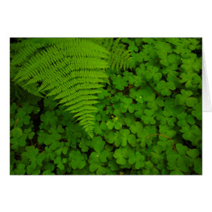 Parc d'état de Humboldt Redwoods