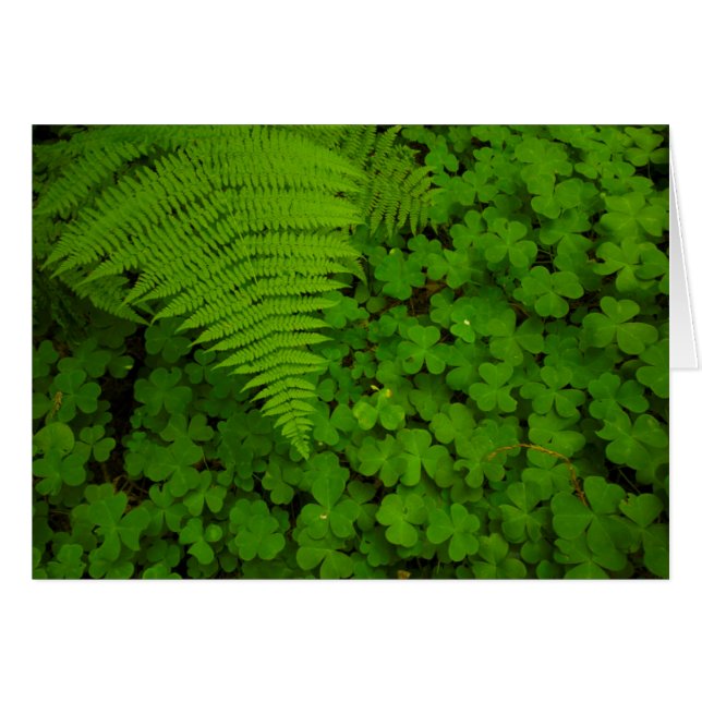 Parc d'État des Redwoods de Humboldt (Devant horizontal)