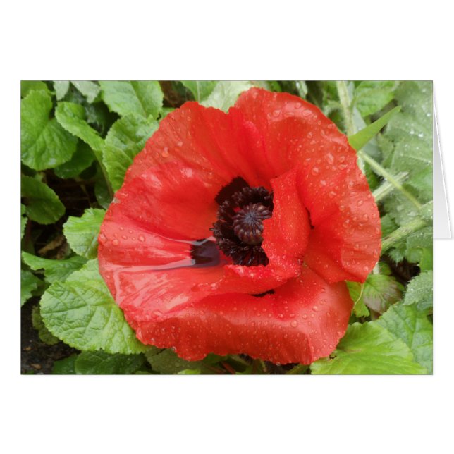 Parc national de Glenveigh, N.I. (Devant horizontal)