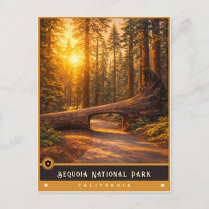 Parc national de Sequoia   Carte postale ancienne