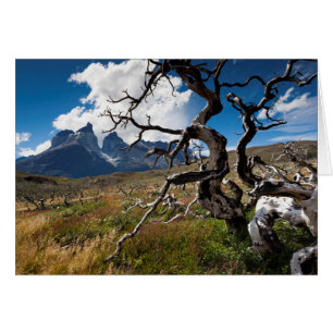 Parc national Torres del Paine, arbres endommagés