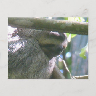 Paresseux mignon du Costa Rica en gros plan carte 