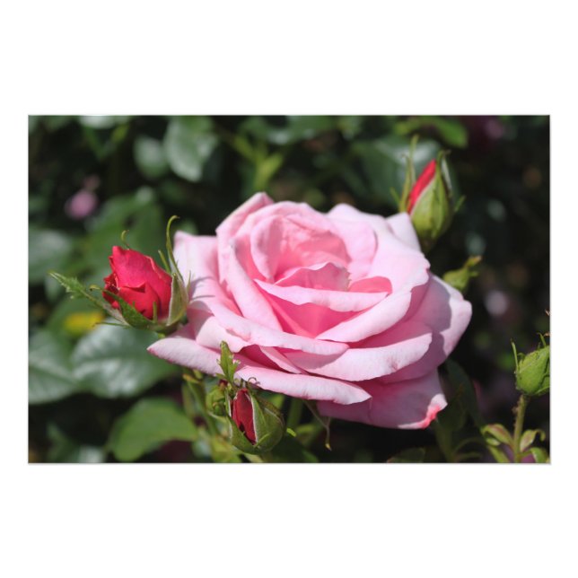 parfait rose rose fleur et bud photo art. (Devant)