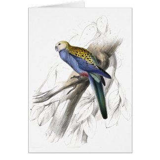 Parrakeet de Paleheaded par Edward Lear