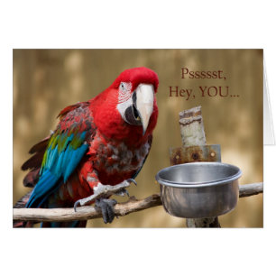 Parrot Photographie Rouge Bleu Vert Carte d'amitié