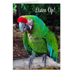 Parrot Vert Écouter Carte De Voeux