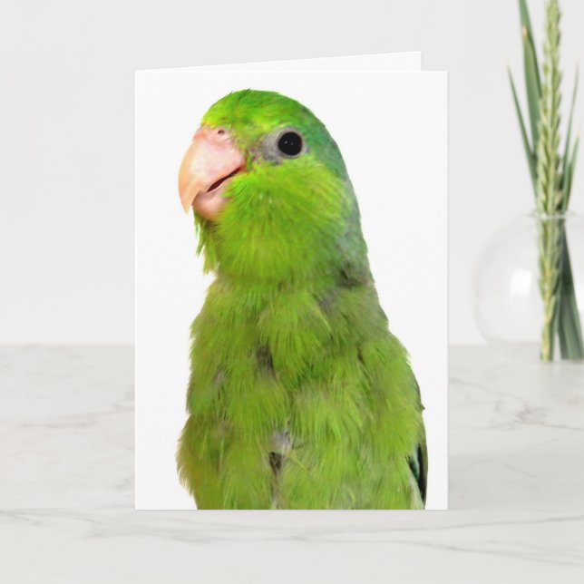 Parrotlet Bird Missing Vous saluez carte de sympat (Devant)