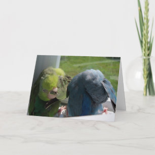 Parrotlet Oiseaux Carte de voeux humoristique Phot