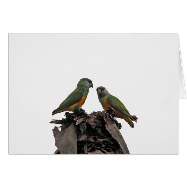Parrots du Sénégal (Devant horizontal)