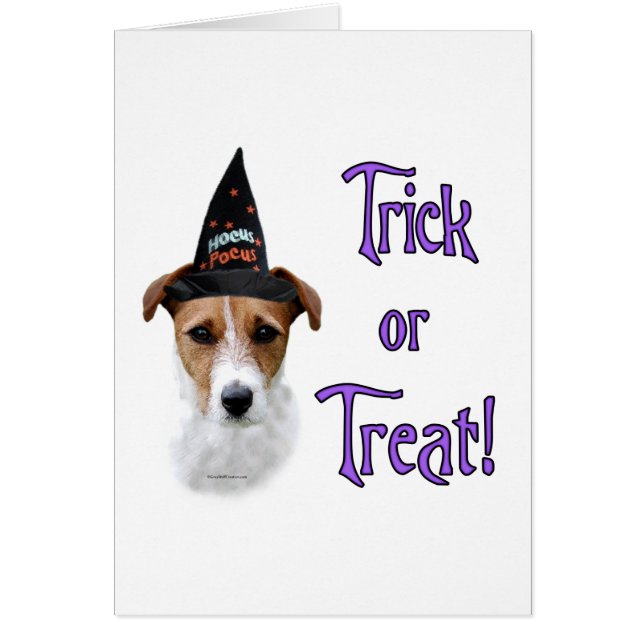 Parson Russell Terrier Trick (Devant)