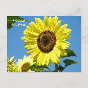 PARTAGE DU SOLEIL Cartes Postales Tournesol Fleurs