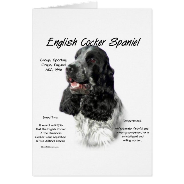 Parti Anglais Cocker Histoire Espagnole (Devant)