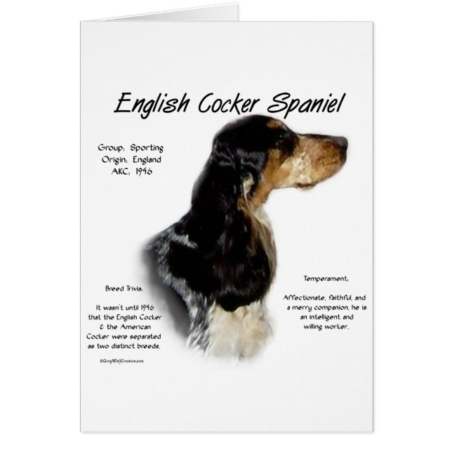 Parti Roan English Cocker Histoire de l'Espagne (Devant)