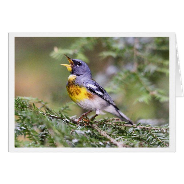 Parula du nord (Devant horizontal)