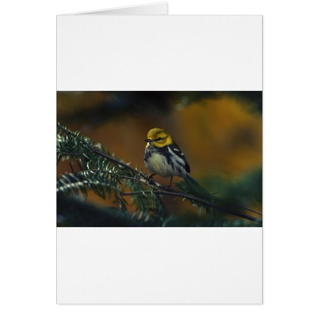 Paruline à gorge noire (Devant)