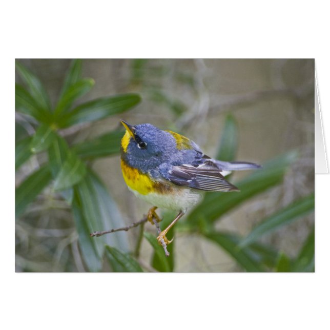 Paruline à gorge noire (Parula americana) (Devant horizontal)