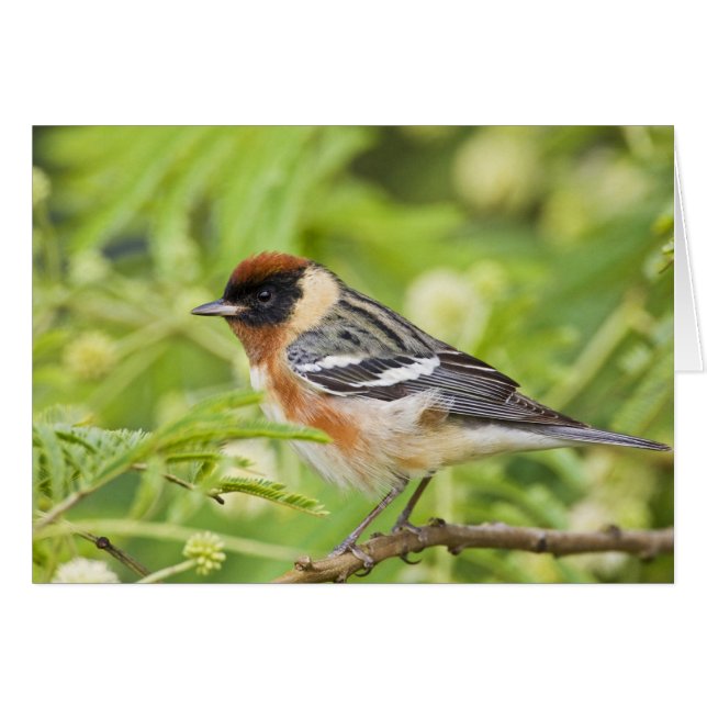 Paruline à poitrine large (Dendroica castanea) adu (Devant horizontal)