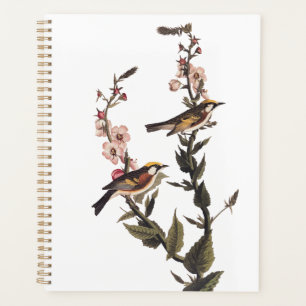 Paruline audubon ornithologique à châtaignes sur F