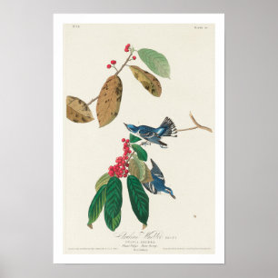 Paruline azur par Audubon Poster