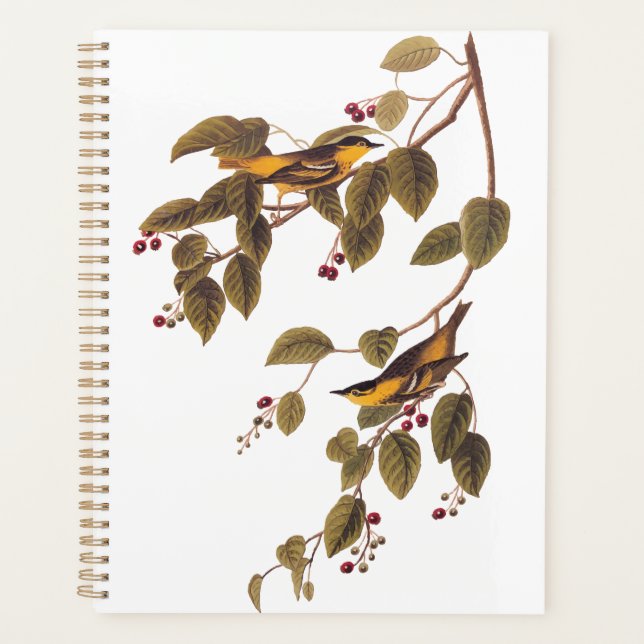 Paruline carbonée Audubon Oiseau (Devant)