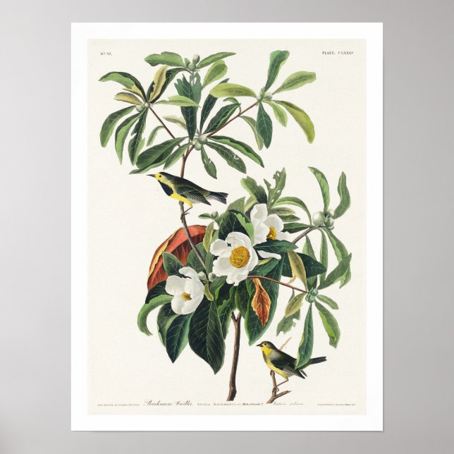 Paruline de Bachman par Audubon Poster (Devant)