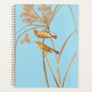 Paruline des Prairies Audubon Oiseau jaune