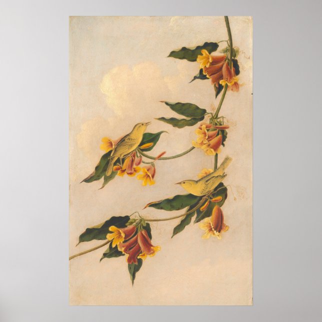 Paruline jaune - Joseph B. Kidd Poster d'art (Devant)